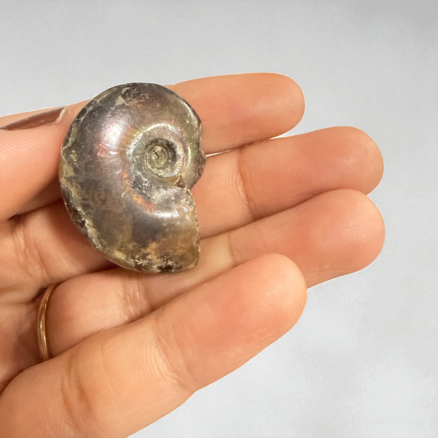 Natural Ammonite Fossils Full and Half 35.1 mm (free Shipping) 1 Piece