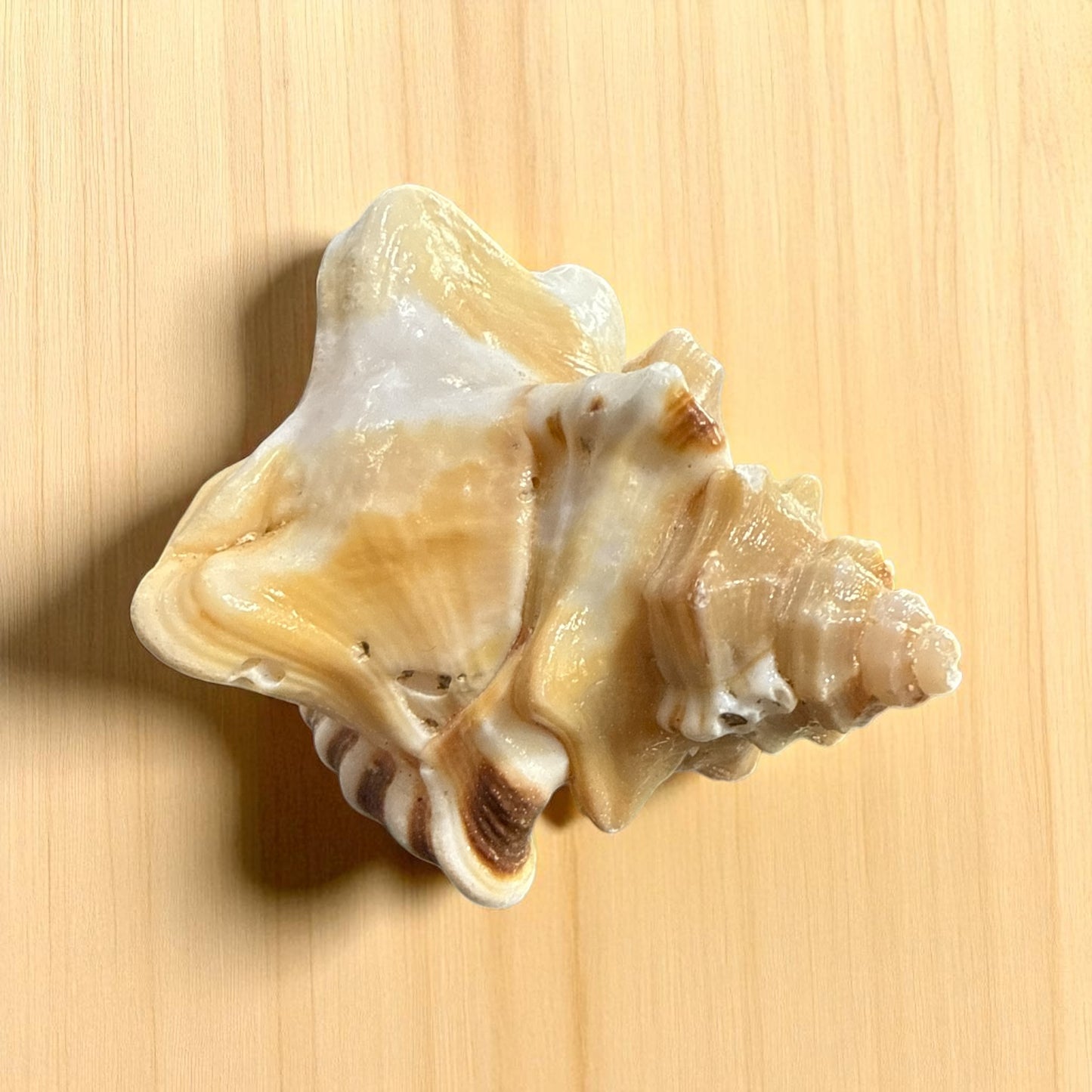Genuine Ganesh Shunk N448