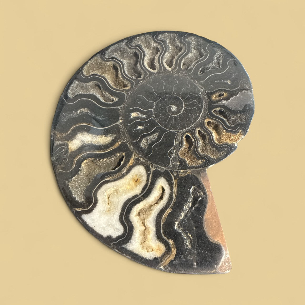 Natural Ammonite Fossils in Black N429