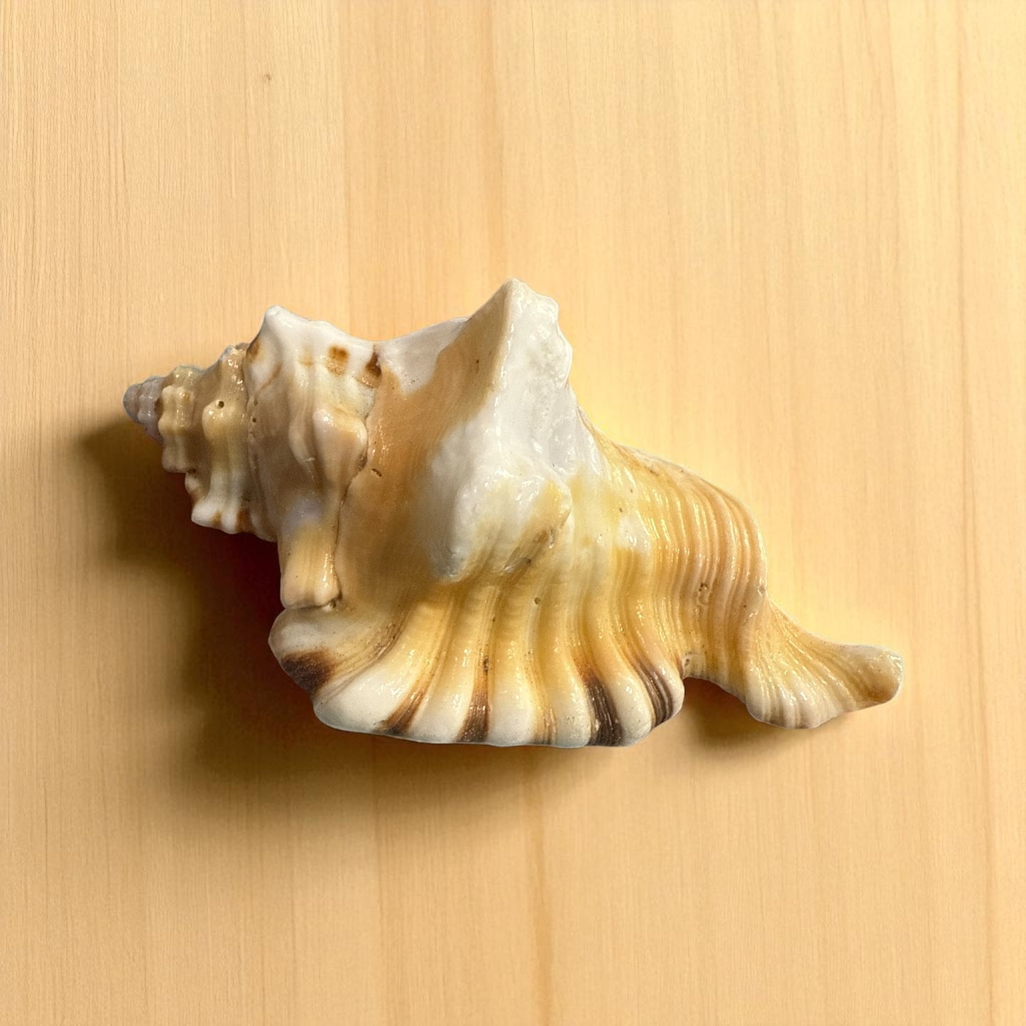 Genuine Ganesh Shunk N448