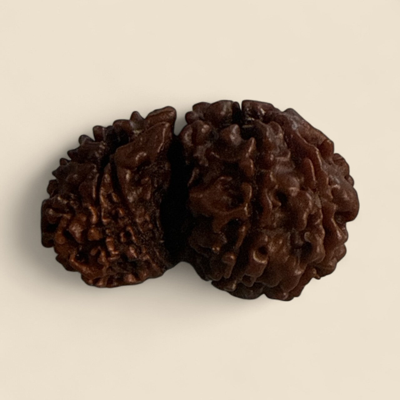 Genuine Spiritual Domukhi Rudraksha (Natural joint Rudraksha) Gauri Shankar N423