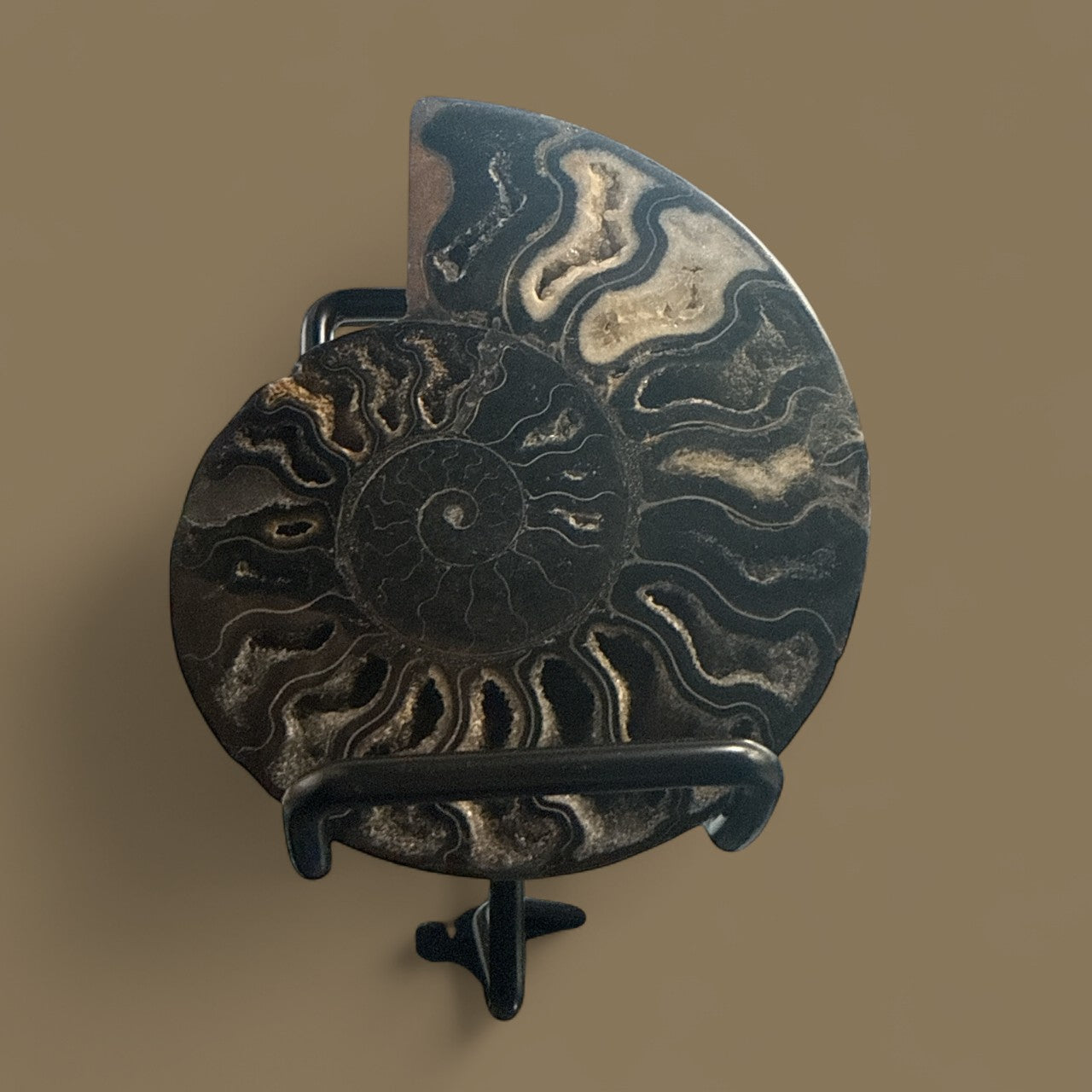 Natural Ammonite Fossils in Black N429