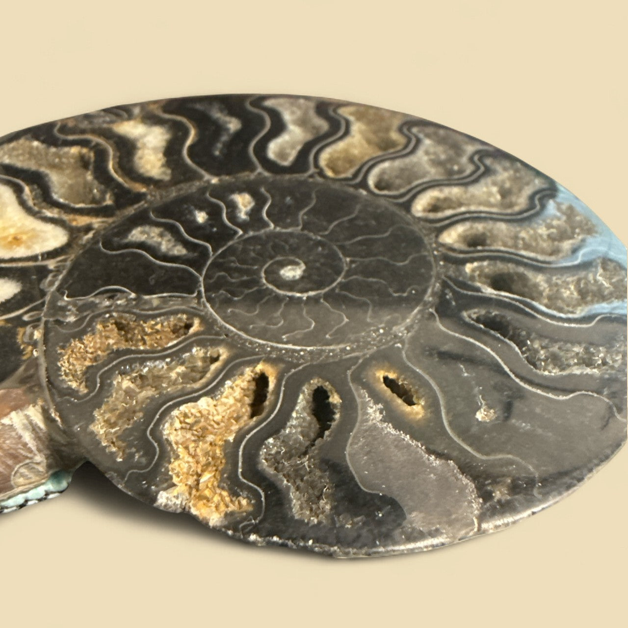 Natural Ammonite Fossils in Black N429