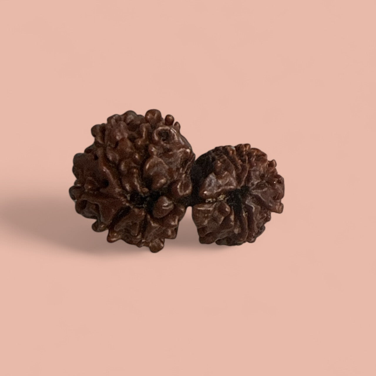 Genuine Spiritual Domukhi Rudraksha (Natural joint Rudraksha) Gauri Shankar N423