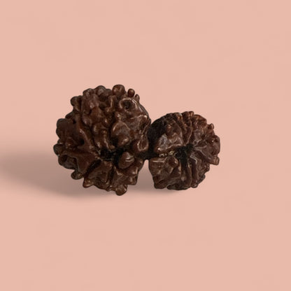 Genuine Spiritual Domukhi Rudraksha (Natural joint Rudraksha) Gauri Shankar N423