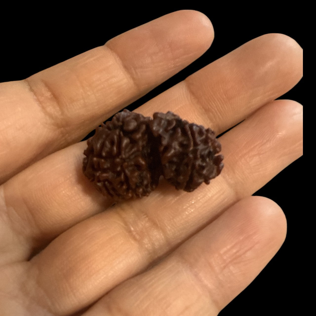 Genuine Spiritual Domukhi Rudraksha (Natural joint Rudraksha) Gauri Shankar N423