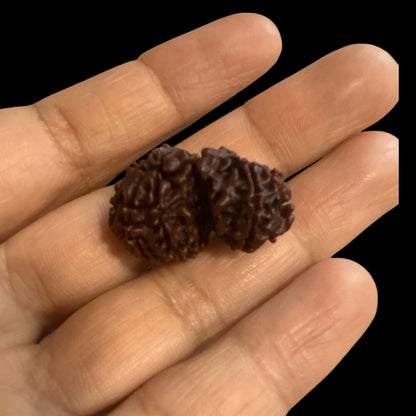 Genuine Spiritual Domukhi Rudraksha (Natural joint Rudraksha) Gauri Shankar N423
