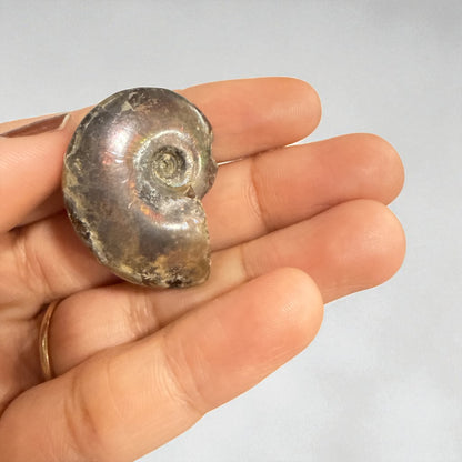 Natural Ammonite Fossils Full and Half 35.1 mm (free Shipping) 1 Piece
