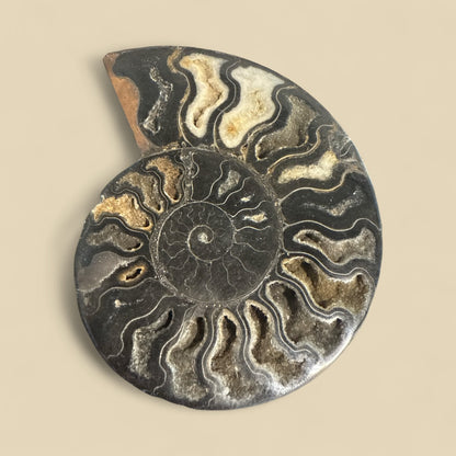 Natural Ammonite Fossils in Black N429