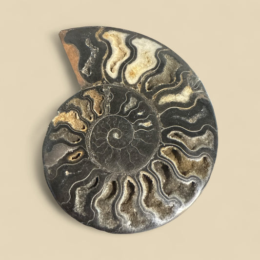 Natural Ammonite Fossils in Black N429