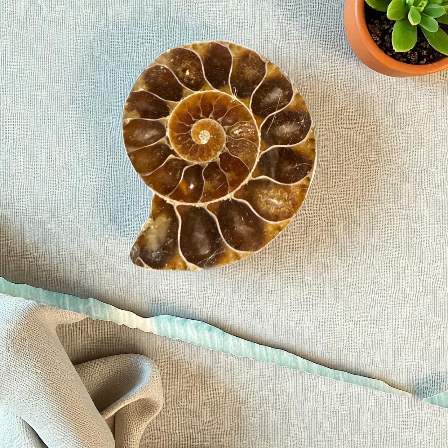 Natural Ammonite Fossils Full and Half 35.1 mm (free Shipping) 1 Piece