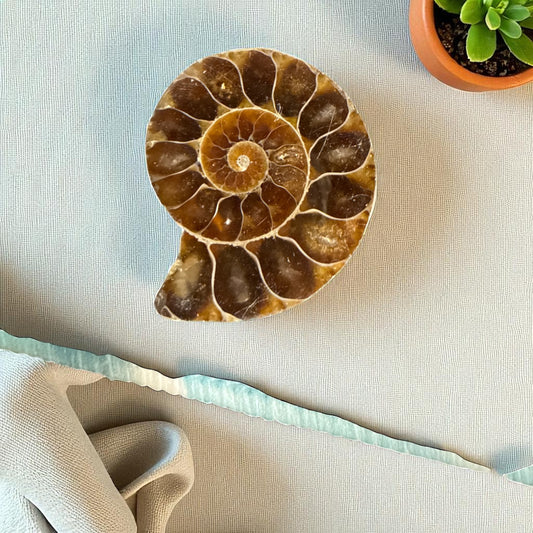 Natural Ammonite Fossils Full and Half 35.1 mm (free Shipping) 1 Piece