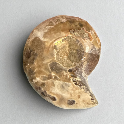 Natural Ammonite Fossils Full and Half 35.1 mm (free Shipping) 1 Piece