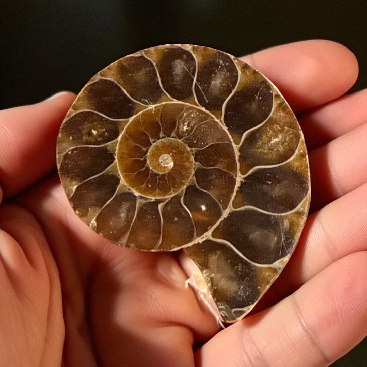 Natural Ammonite Fossils Full and Half 35.1 mm (free Shipping) 1 Piece
