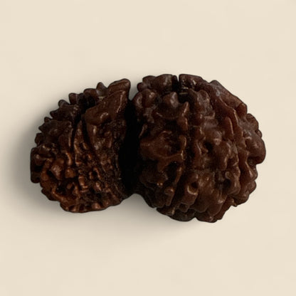 Genuine Spiritual Domukhi Rudraksha (Natural joint Rudraksha) Gauri Shankar N423