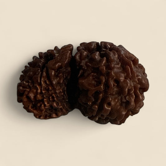 Genuine Spiritual Domukhi Rudraksha (Natural joint Rudraksha) Gauri Shankar N423