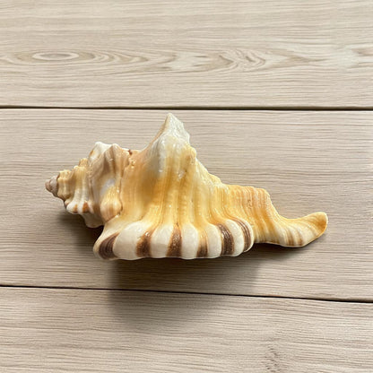 Genuine Ganesh Shunk N448