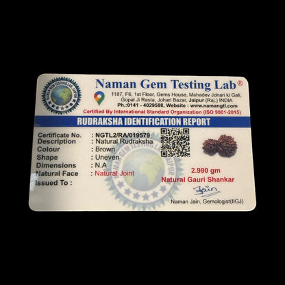 Genuine Spiritual Domukhi Rudraksha (Natural joint Rudraksha) Gauri Shankar N423