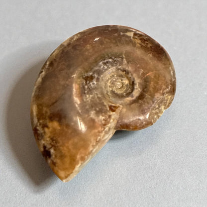 Natural Ammonite Fossils Full and Half 35.1 mm (free Shipping) 1 Piece